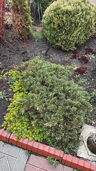 Самовывоз at lalafo.kg Самовывоз