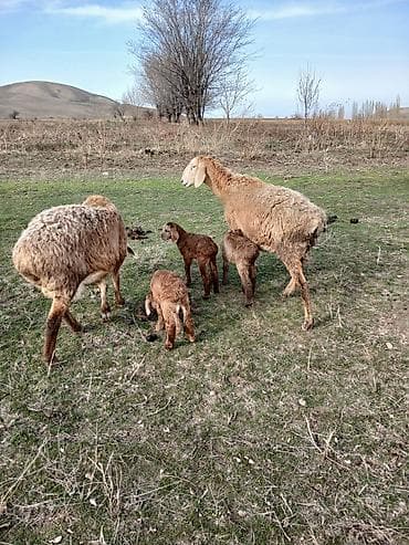 Продаю | Ягненок | Для разведения | Матка at lalafo.kg Продаю | Ягненок | Для разведения | Матка