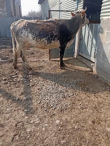 Продаю | Корова (самка), Тёлка, Музоо, торпок | Алатауская | Для разведения, Для молока | После отела at lalafo.kg Продаю | Корова (самка), Тёлка, Музоо, торпок | Алатауская | Для разведения, Для молока | После отела