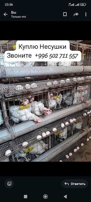 Закупаем кур-несушек.10.000 тысяч шт Ищем взрослых несушек для at lalafo.kg Закупаем кур-несушек.10.000 тысяч шт Ищем взрослых несушек для