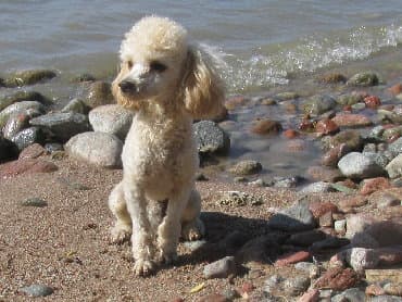 Вязка: Пудель, Самец, Более 5 лет, С прививкой at lalafo.kg Вязка: Пудель, Самец, Более 5 лет, С прививкой