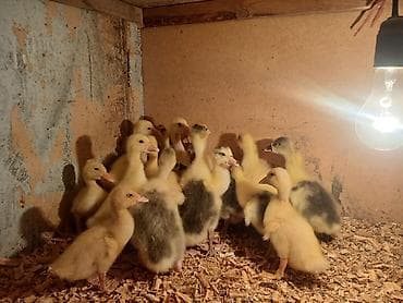 Молодняк гусей (суточные/молодые гусята) - Порода/окраска: желтые at lalafo.kg Молодняк гусей (суточные/молодые гусята) - Порода/окраска: желтые