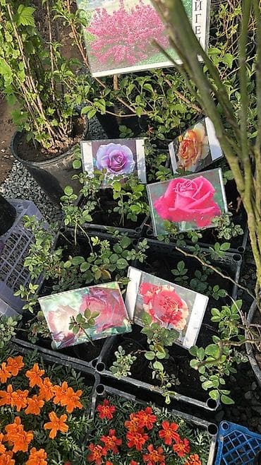 Тюльпан: Саженцы и рассада декоративных и плодовых культур. Ассортимент по at lalafo.kg — 1 Тюльпан: Саженцы и рассада декоративных и плодовых культур. Ассортимент по — 1