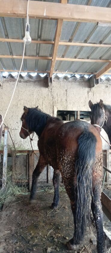 Продаю | Жеребец | Рабочий | Племенные at lalafo.kg Продаю | Жеребец | Рабочий | Племенные