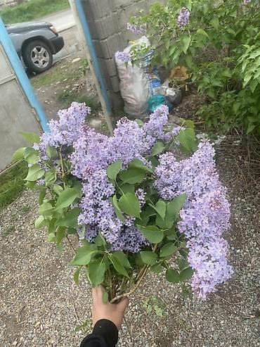 Сирень – свежесрезанные букеты из собственного огорода at lalafo.kg Сирень – свежесрезанные букеты из собственного огорода