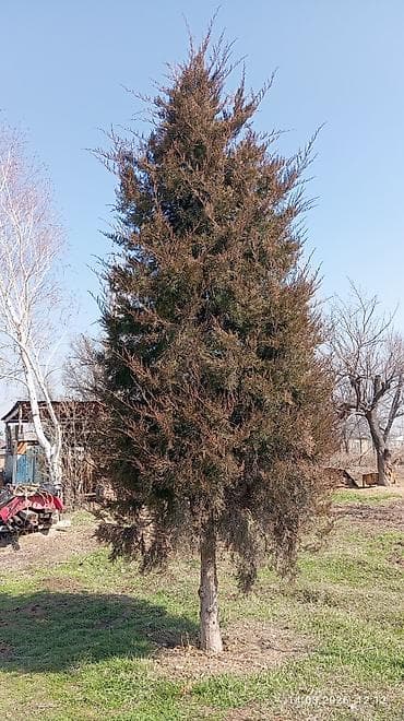 Продаётся Можжевельник, высота 4-5 метров, ширина 1.5 метров. Хвойное at lalafo.kg Продаётся Можжевельник, высота 4-5 метров, ширина 1.5 метров. Хвойное