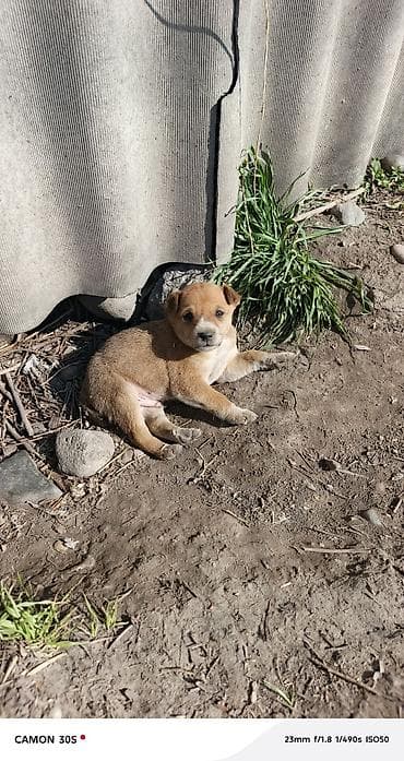 Отдам щенков Особенности: - шерсть плотная, короткая, легко at lalafo.kg Отдам щенков Особенности: - шерсть плотная, короткая, легко