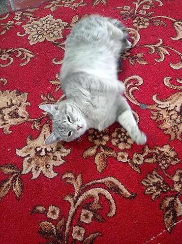 Кошка даром: Беспородная, 8 месяцев, Девочка, Приучена к лотку at lalafo.kg Кошка даром: Беспородная, 8 месяцев, Девочка, Приучена к лотку