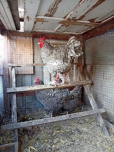 Продаю | Куры | Несушки at lalafo.kg Продаю | Куры | Несушки