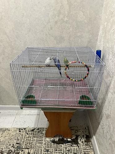 Продается волнистые попугаи вместе с клеткой + аксессуары at lalafo.kg Продается волнистые попугаи вместе с клеткой + аксессуары