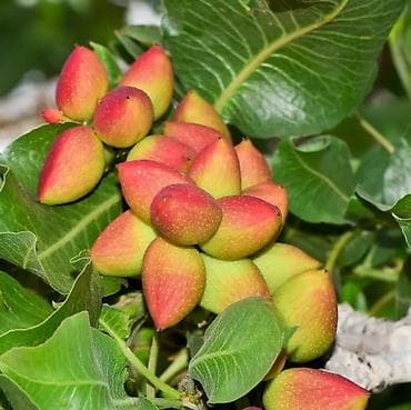 Саженцы фисташки (Акбари) - Плодовое дерево иранские сорт акбари at lalafo.kg Саженцы фисташки (Акбари) - Плодовое дерево иранские сорт акбари