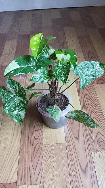 Сингониум вариегатный (Syngonium podophyllum) в пластиковом горшке. - at lalafo.kg Сингониум вариегатный (Syngonium podophyllum) в пластиковом горшке. -