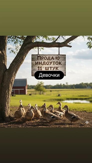 Индоутки – 11 штук, девочки.Цена договорная at lalafo.kg Индоутки – 11 штук, девочки.Цена договорная