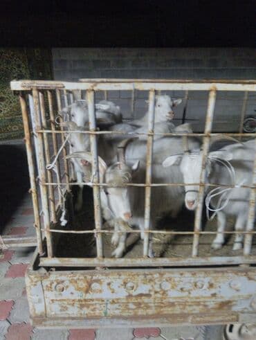 Продаю | Коза (самка), Козёл (самец) | На забой, Для молока | Котные at lalafo.kg Продаю | Коза (самка), Козёл (самец) | На забой, Для молока | Котные