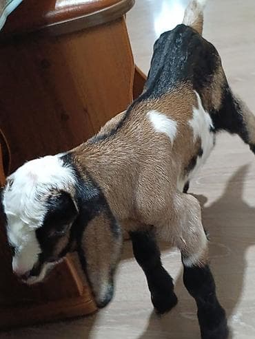 Продаю | Козлёнок | Нубийская | Для разведения at lalafo.kg — 6 Продаю | Козлёнок | Нубийская | Для разведения — 6