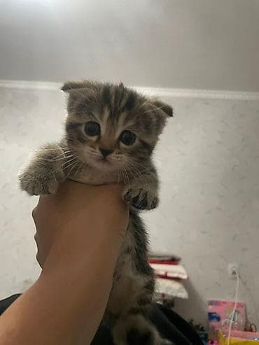 Котёнок тигрового окраса - Порода/тип: домашний короткошёрстный at lalafo.kg Котёнок тигрового окраса - Порода/тип: домашний короткошёрстный