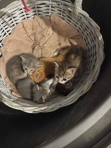 Котята из одного помёта. - Окрас: серый (несколько малышей), рыжий at lalafo.kg Котята из одного помёта. - Окрас: серый (несколько малышей), рыжий