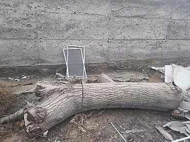 Бревно/ствол дерева для распила и хозяйственных нужд. Описание: - at lalafo.kg Бревно/ствол дерева для распила и хозяйственных нужд. Описание: -