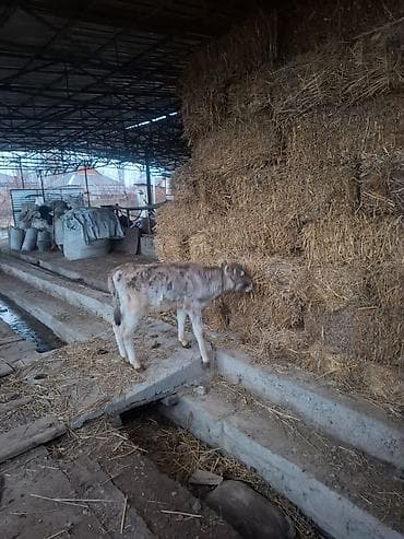 Продаю | Музоо, торпок | На откорм at lalafo.kg — 2 Продаю | Музоо, торпок | На откорм — 2