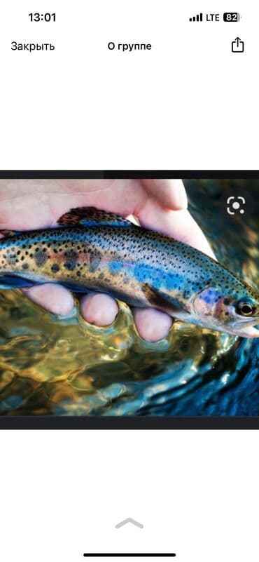 Продаю мальки радужный форель 1 г 50 на 50 с янтаркой 10с токмак… at lalafo.kg Продаю мальки радужный форель 1 г 50 на 50 с янтаркой 10с токмак…