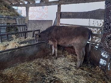 Продаю | Тёлка | Швицкая | На откорм at lalafo.kg Продаю | Тёлка | Швицкая | На откорм