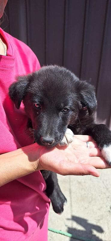 Собака даром: 3 месяца, Самка at lalafo.kg Собака даром: 3 месяца, Самка