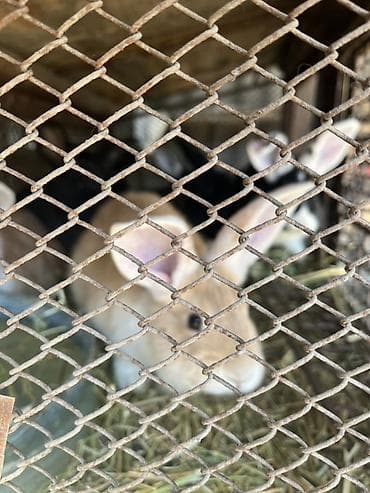 Кролики декоративные, молодые. 1-2 мес, 1 мес по 400с 2мес по 800с at lalafo.kg Кролики декоративные, молодые. 1-2 мес, 1 мес по 400с 2мес по 800с