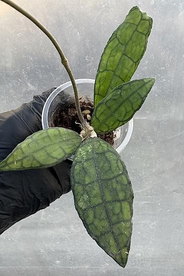 Монстерлер: Продаю хойи. Цены от 250 до 2000сом lalafo.kg да — 8 Монстерлер: Продаю хойи. Цены от 250 до 2000сом — 8