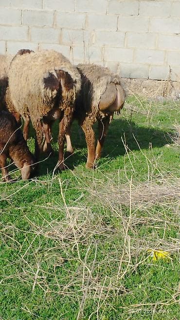 Продаю | Овца (самка) | Для разведения | Матка at lalafo.kg Продаю | Овца (самка) | Для разведения | Матка