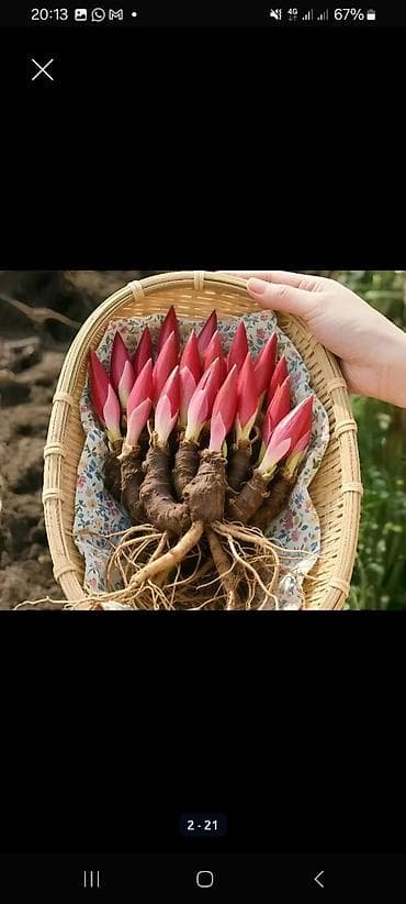 Саженцы цветка: Пионы at lalafo.kg Саженцы цветка: Пионы