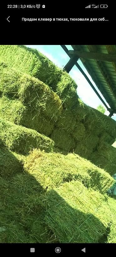 Клевер в тюках. - Заготовлен и спрессован в прямоугольные тюки. - at lalafo.kg Клевер в тюках. - Заготовлен и спрессован в прямоугольные тюки. -