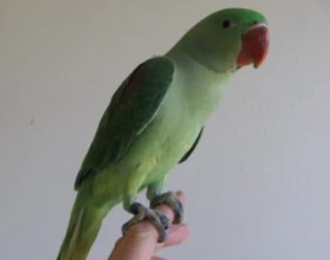 Птенцы Александрийских попугаев хорошо разговаривают и приручаются к at lalafo.kg Птенцы Александрийских попугаев хорошо разговаривают и приручаются к