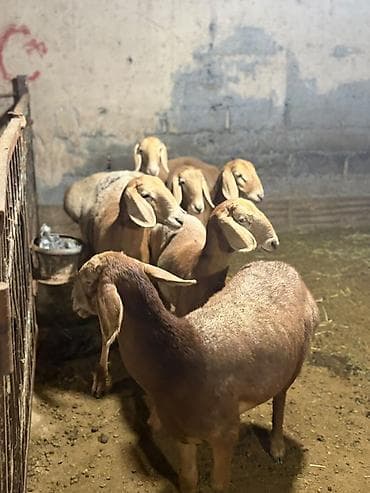 Продаю | Овца (самка) | Арашан | Для разведения | Ярка at lalafo.kg Продаю | Овца (самка) | Арашан | Для разведения | Ярка