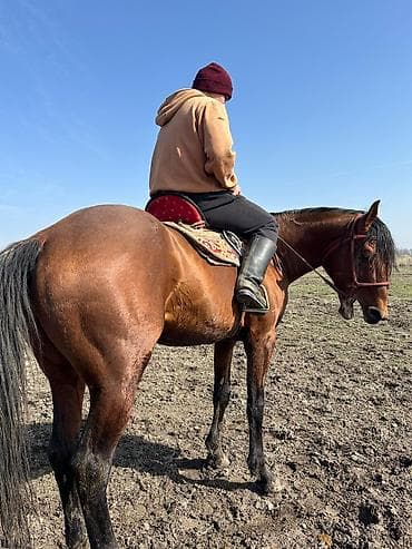 Продаю | Жеребец | Рабочий at lalafo.kg Продаю | Жеребец | Рабочий