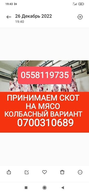 Куплю | Коровы, быки, Лошади, кони, Другие с/х животные | Круглосуточно, Любое состояние, Забитый at lalafo.kg Куплю | Коровы, быки, Лошади, кони, Другие с/х животные | Круглосуточно, Любое состояние, Забитый