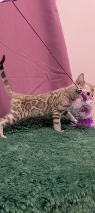 Бенгальская, 3 месяца, Мальчик, Кастрирована, Приучена к лотку, Проглистована at lalafo.kg — 6 Бенгальская, 3 месяца, Мальчик, Кастрирована, Приучена к лотку, Проглистована — 6