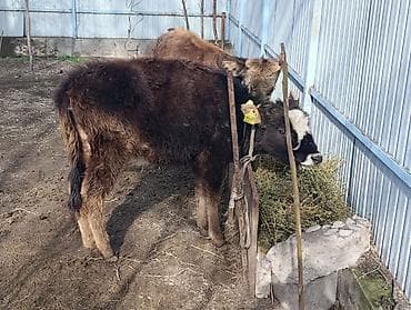 Продаю | Тёлка, Музоо, торпок | Алатауская | Для разведения at lalafo.kg Продаю | Тёлка, Музоо, торпок | Алатауская | Для разведения