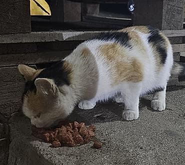 Хорьки: Кошка даром: Беспородная, Девочка at lalafo.kg — 5 Хорьки: Кошка даром: Беспородная, Девочка — 5