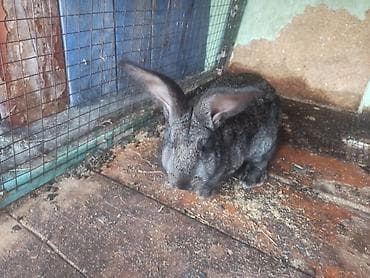 Продаю | Кролик самец | Для разведения at lalafo.kg Продаю | Кролик самец | Для разведения