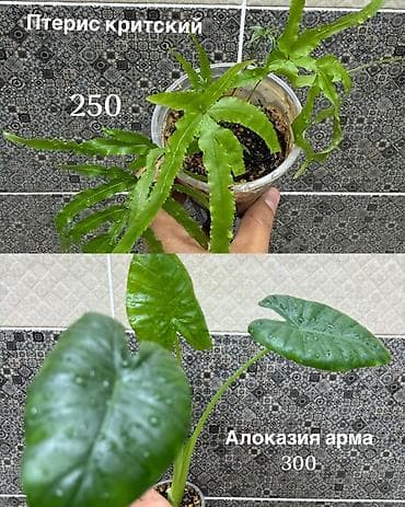 Комнатные растения в стаканчиках: - Птерис критский — 250 Ажурный at lalafo.kg Комнатные растения в стаканчиках: - Птерис критский — 250 Ажурный