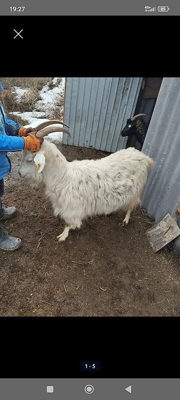 Продаю | Козёл (самец) | Полукровка | Для разведения | Осеменитель at lalafo.kg Продаю | Козёл (самец) | Полукровка | Для разведения | Осеменитель