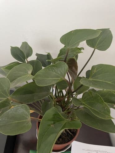 Сниму квартиру или дом в селе Ленинской at lalafo.kg Сниму квартиру или дом в селе Ленинской