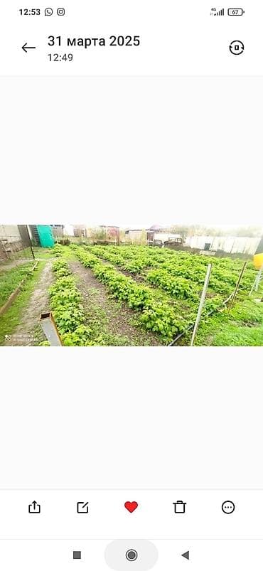 Малина кочоттор сатылат. сорт Полька. Польшадан келген. момосу чон at lalafo.kg Малина кочоттор сатылат. сорт Полька. Польшадан келген. момосу чон