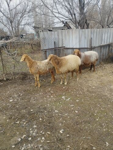 Продаю | Овца (самка) | Полукровка | Для разведения | Матка at lalafo.kg Продаю | Овца (самка) | Полукровка | Для разведения | Матка
