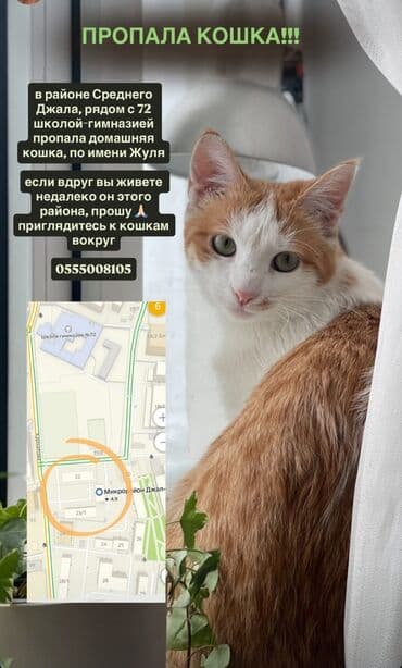 Пропала : Беспородная, Девочка, Рыжий at lalafo.kg Пропала : Беспородная, Девочка, Рыжий