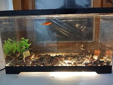 Аквариумный комплект для начинающих аквариум на 18 литров есть рыбки at lalafo.kg Аквариумный комплект для начинающих аквариум на 18 литров есть рыбки