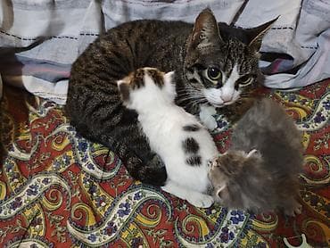 Кошка с 2 котятами(3 недельные) вместе. котята ещё маленькие . - На at lalafo.kg Кошка с 2 котятами(3 недельные) вместе. котята ещё маленькие . - На