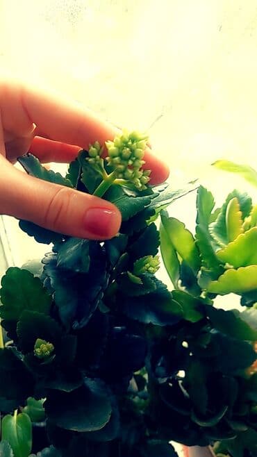 Продаю не дорого комнатные цветы. от 50 до 500 сом. зависит от at lalafo.kg Продаю не дорого комнатные цветы. от 50 до 500 сом. зависит от