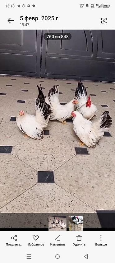 Продаю | Петух, Куры | Для разведения at lalafo.kg Продаю | Петух, Куры | Для разведения