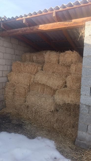 Солома ячменная солома около 150тюков 100 штук прошлого года 50 штук at lalafo.kg Солома ячменная солома около 150тюков 100 штук прошлого года 50 штук